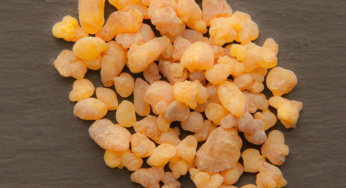Boswellia Serrata ( Shallaki ) : Benefits & Uses